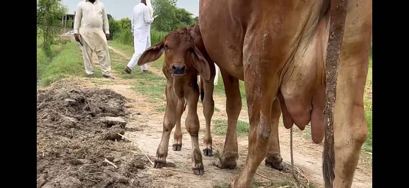 Pure Barahman Calf with Mother 4