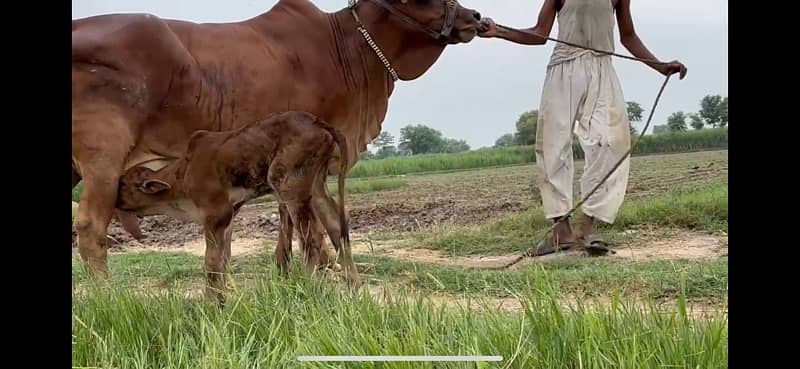 Pure Barahman Calf with Mother 5