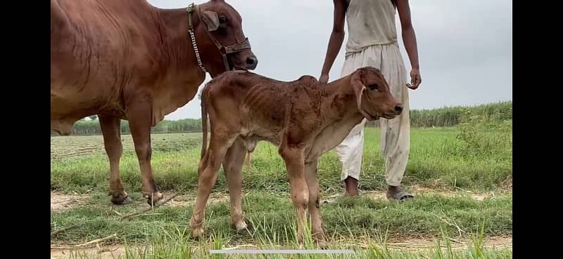 Pure Barahman Calf with Mother 6