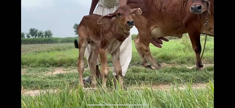 Pure Barahman Calf with Mother 7