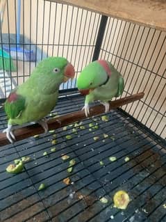 Green Parrot