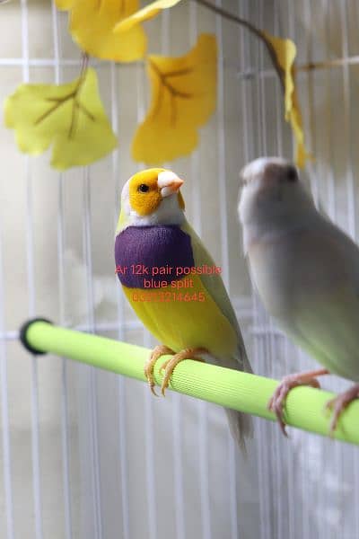 Gouldian Finch 0