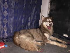 husky brown blue eyes female  full heavy cout