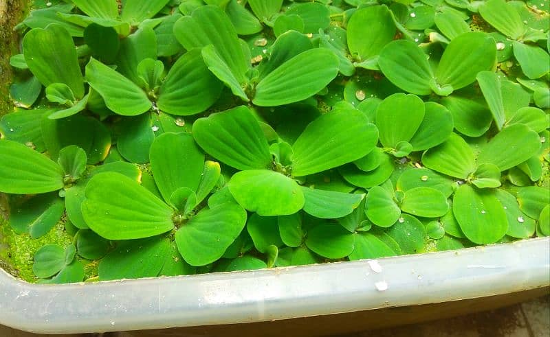 Aquarium Plants 16