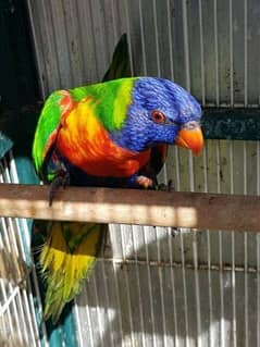 Lori parrot | Lori parrot for sell