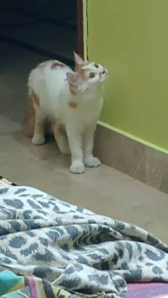 Persian Male Cat