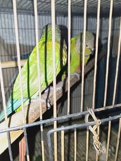 Mashallah green cheek conure breeder pair with chick