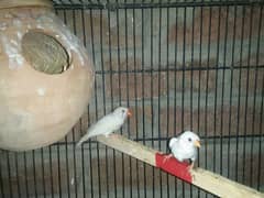 zebra finches 2 breeder pair 2 Extra female