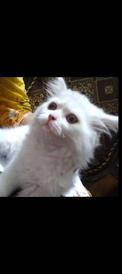 parsian cat 03137989322