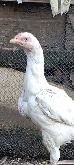 Adult Aseel hen