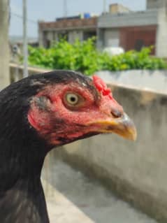 Aseel mongol blood, bengum hens, quality pure breed