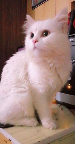 Persian cat for sale Golden eyes Double fur
Doll face
Gentle
Nature 1