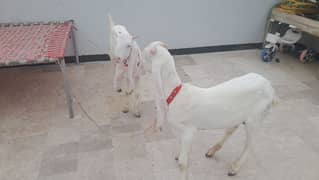 gulabi bakra jodi age 5month urgently sale need cash