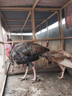 Pure American Golden Turkey Bird Male & Female Pair