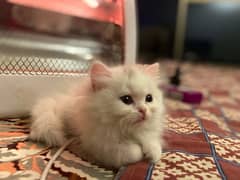 8 Month Persian Cat Long Hair Brown Eyes