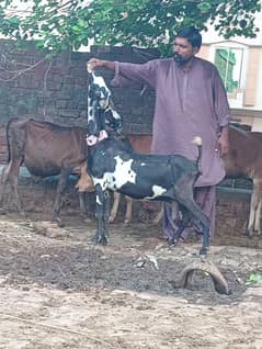 Dasi Nagra Bakri Sale