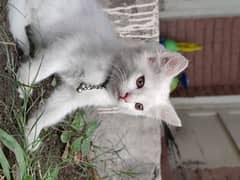 Double court pair of Persian kittens (pair)