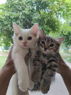 Double court pair of Persian kittens (pair)
