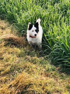 pure russian female dog