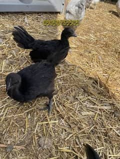 Ayam Cemani Pathian pathe