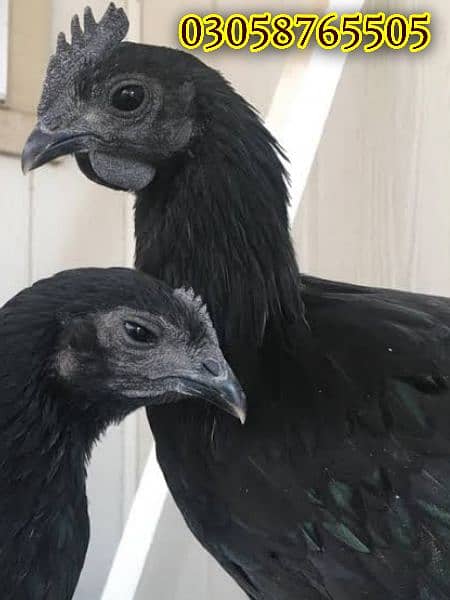 Ayam Cemani Pathian pathe 0