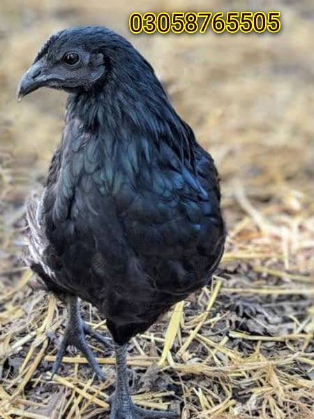 Ayam Cemani Pathian pathe 1