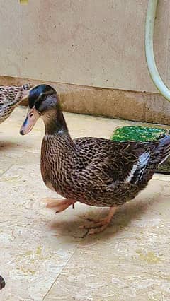 3 duck for sell