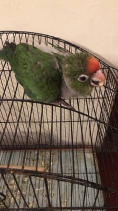 Red Capped Conure No Exchange Cash only