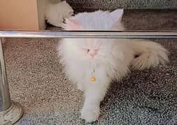 Persian cat and kitten for sale