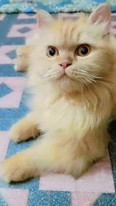 I am selling my cat piar at reasonable price pursian bread triple coat