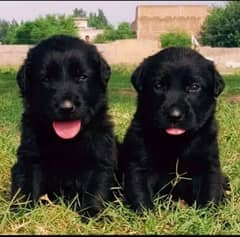 black Shepherd double coat male female pair 2 month for sale