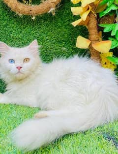 Persian cat, 8 months, fully trained
