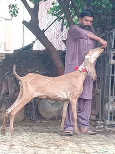 Dasi Nagra Bakri Sale