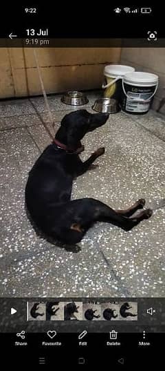 doberman female 6 months for sale