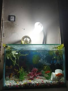 Aquarium for sale with stand and conplete setup