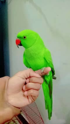 Nasal Ring neck parrot female