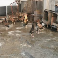 Aseel 1 Murgh and 4 hens for Sale