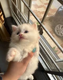 Persian high quality kitten