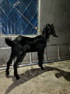 Black Goat for Urgent Sale Active and Good breed