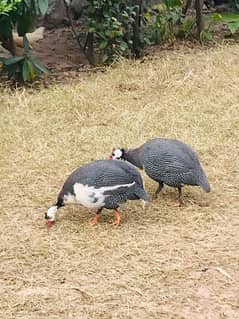 Gueana Fawl Eggs for sale