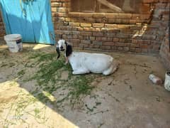 goats for sale