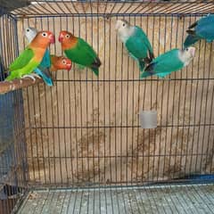 Fisheri LoveBird