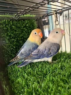 Love birds pair Violet euwing opline X Violet Parblu opline