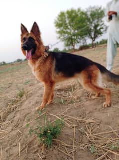 pure German shepherd