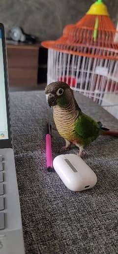 green cheek conure