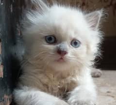 Beautiful Himalayan kitten (blue eyes/so healthy and play full)