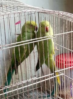 green parrot for sale ring neck pair price special parrot sale offer