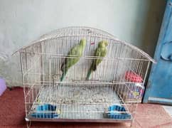 green parrot for sale ring neck pair price special parrot sale offer