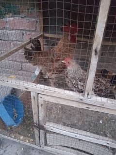 Desi hen for sale 03174251566