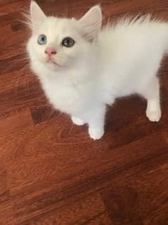 persian kitten